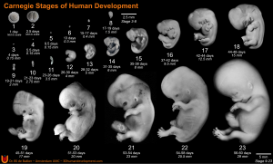 Human Embryonic Staging Paper published in LIFE - 3D Human Development