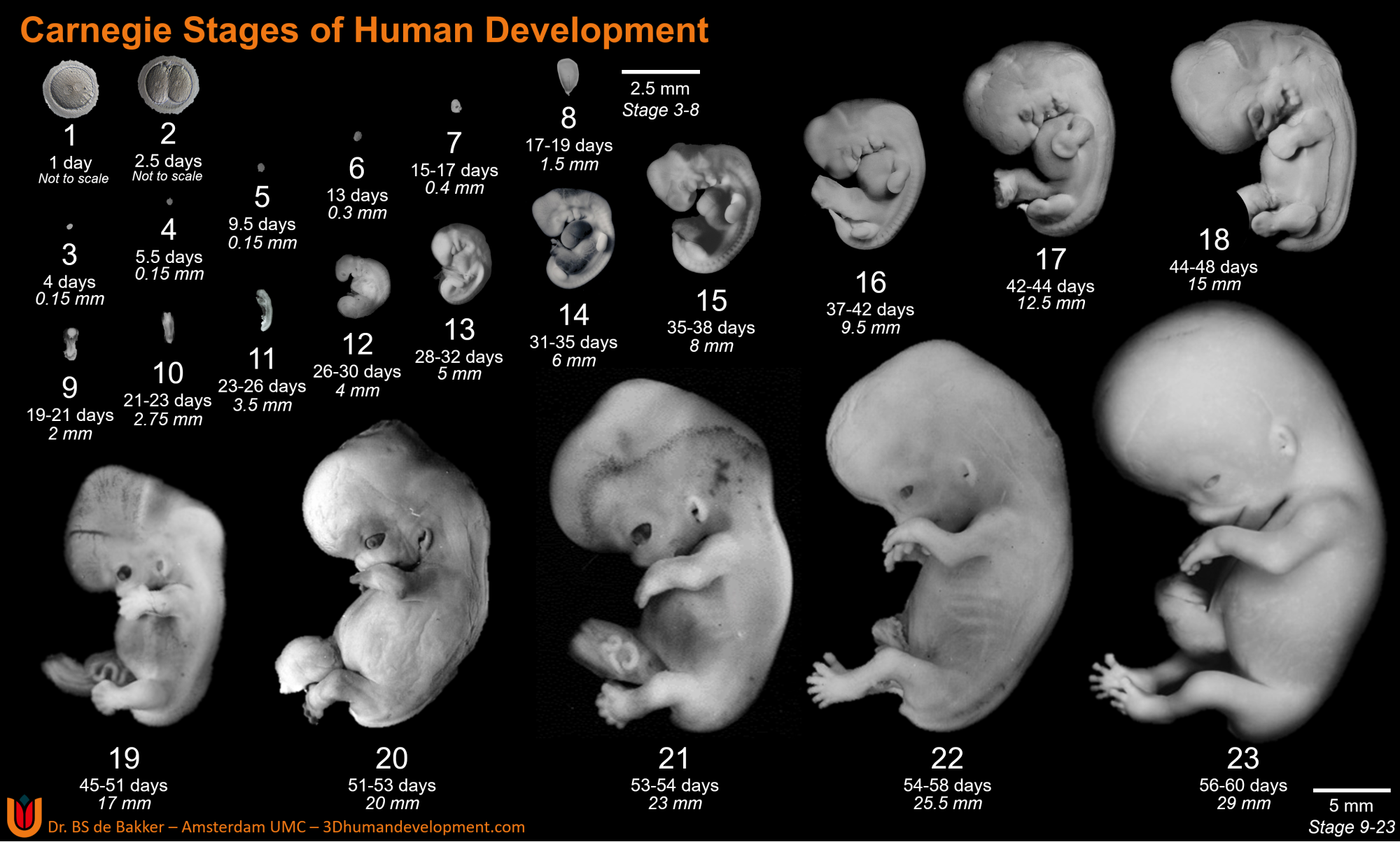 Human Embryonic Staging Paper published in LIFE