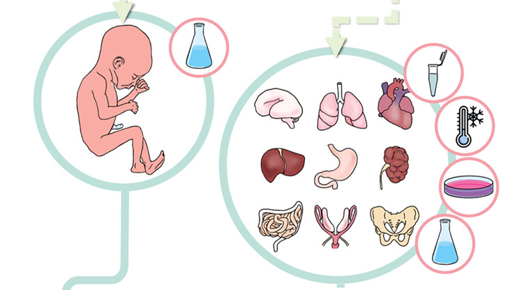 Dutch Fetal Biobank White paper published in Developmental Cell