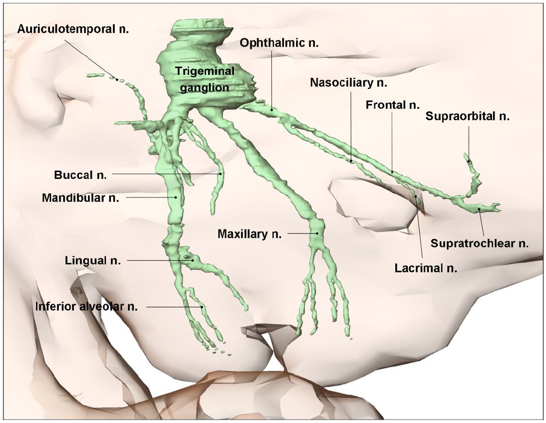 Cranial nerve development published in Clinical Anatomy