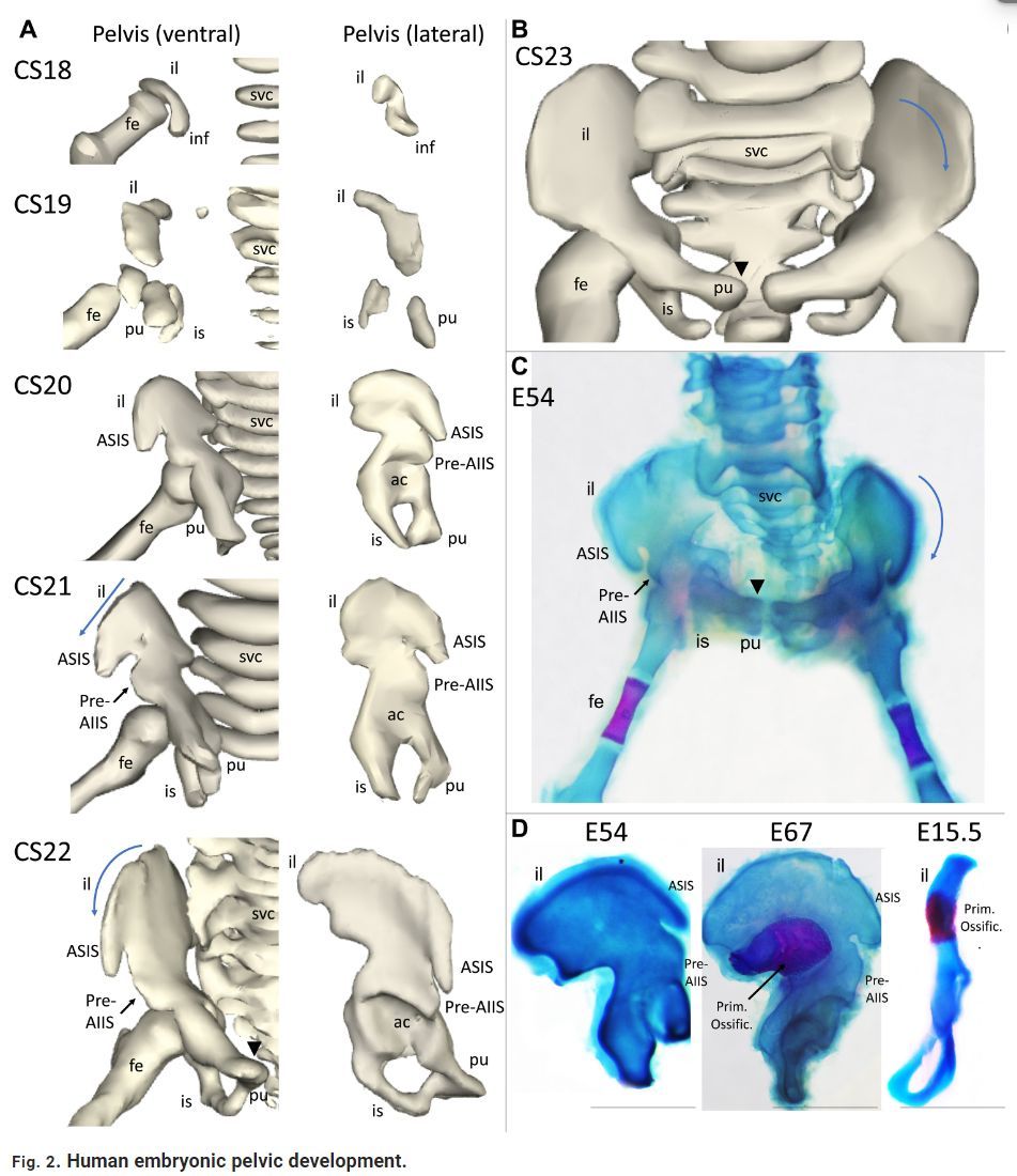 Human pelvis development published in Science Advances