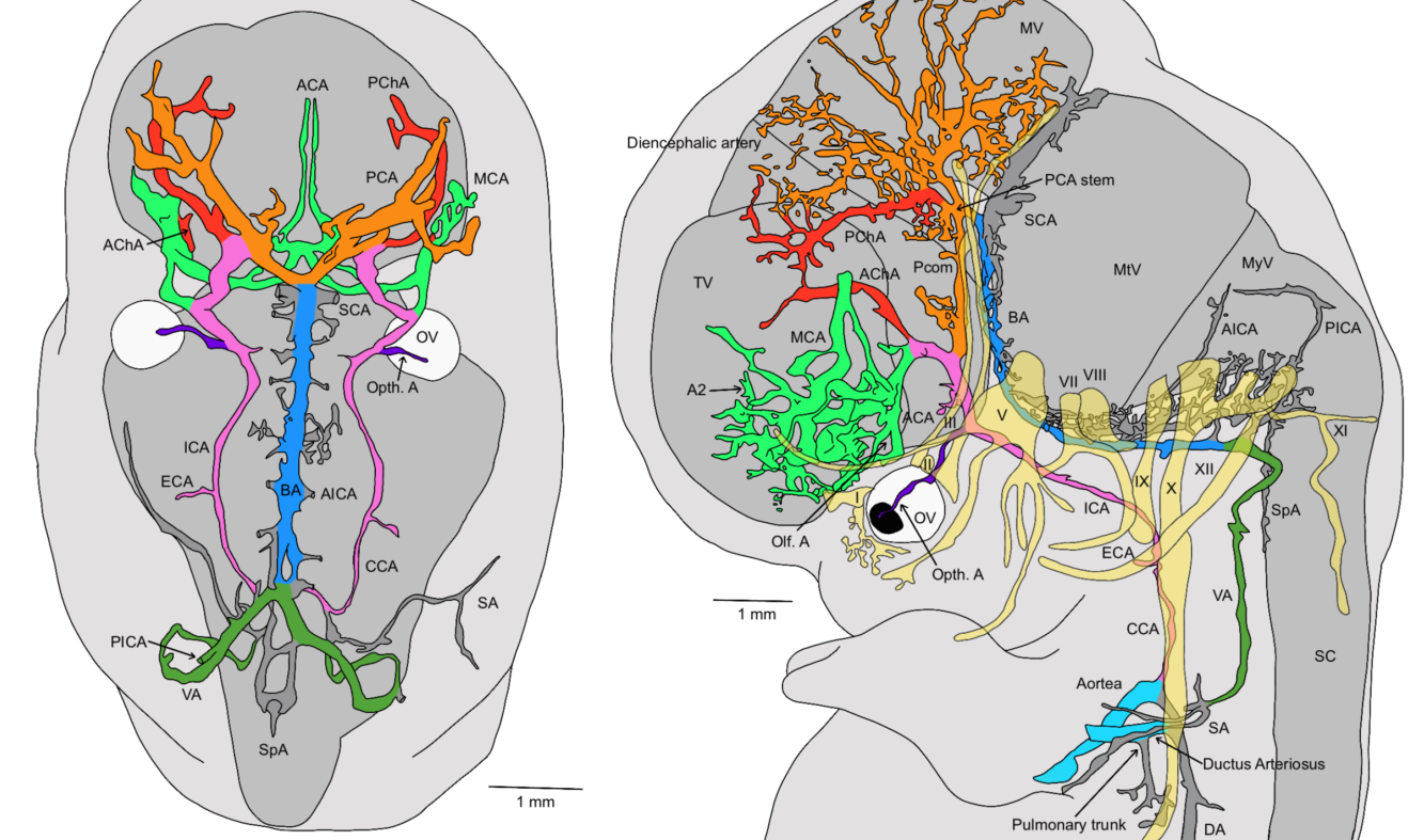 3D Embryo Neurovascular Atlas Published!